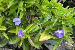 Brunfelsia Tiny Dancer