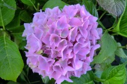 Hydrangea macrophylla Colonel&nbsp;Durham