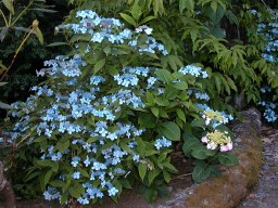 Hydrangea serrata Diadem