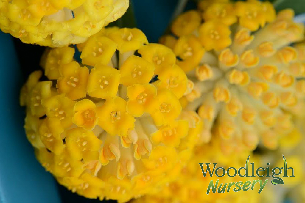 Edgeworthia gardeneri