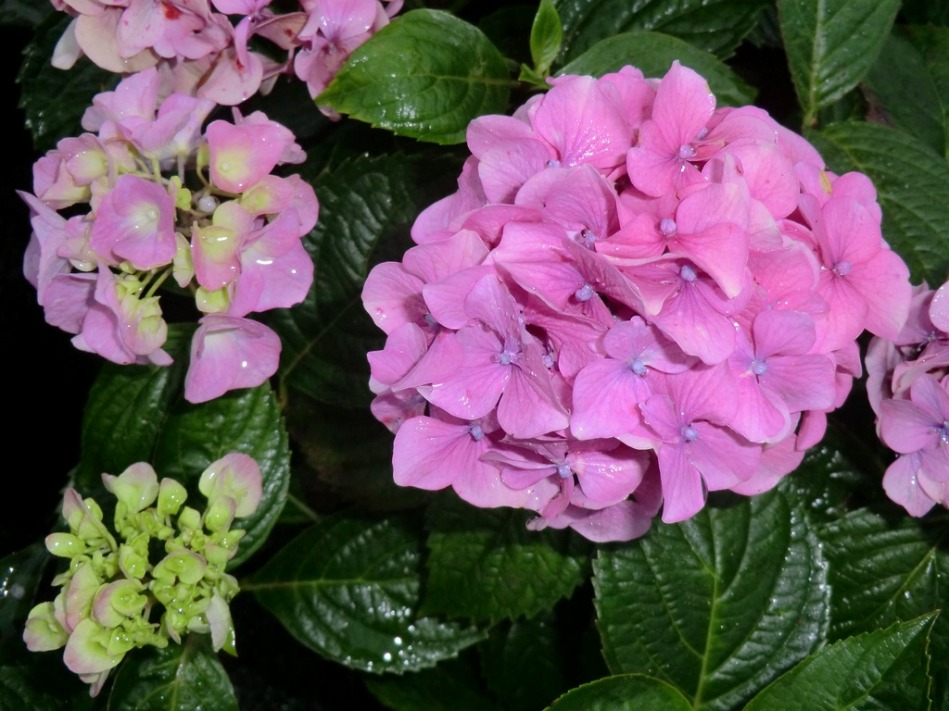 Hydrangea macrophylla Elbe **