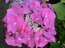 Hydrangea macrophylla Fasan