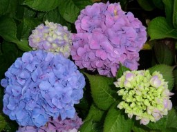 Hydrangea macrophylla Gartenbaudirektor Kuhnert