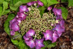 Hydrangea macrophylla Geoffrey&nbsp;Chadbund
