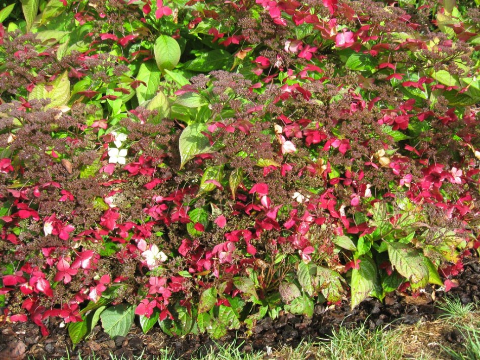 Hydrangea serrata Grayswood - autumn
