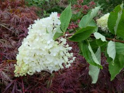 Hydrangea paniculata Grandiflora
