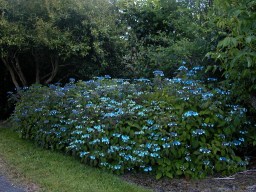 Hydrangea serrata