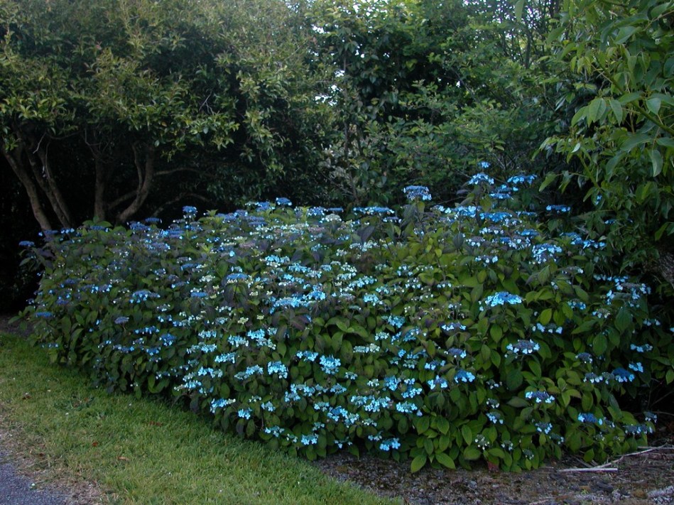 Hydrangea serrata