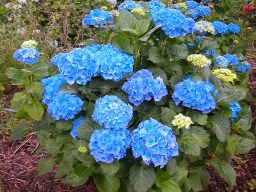 Hydrangea macrophylla Hamburg