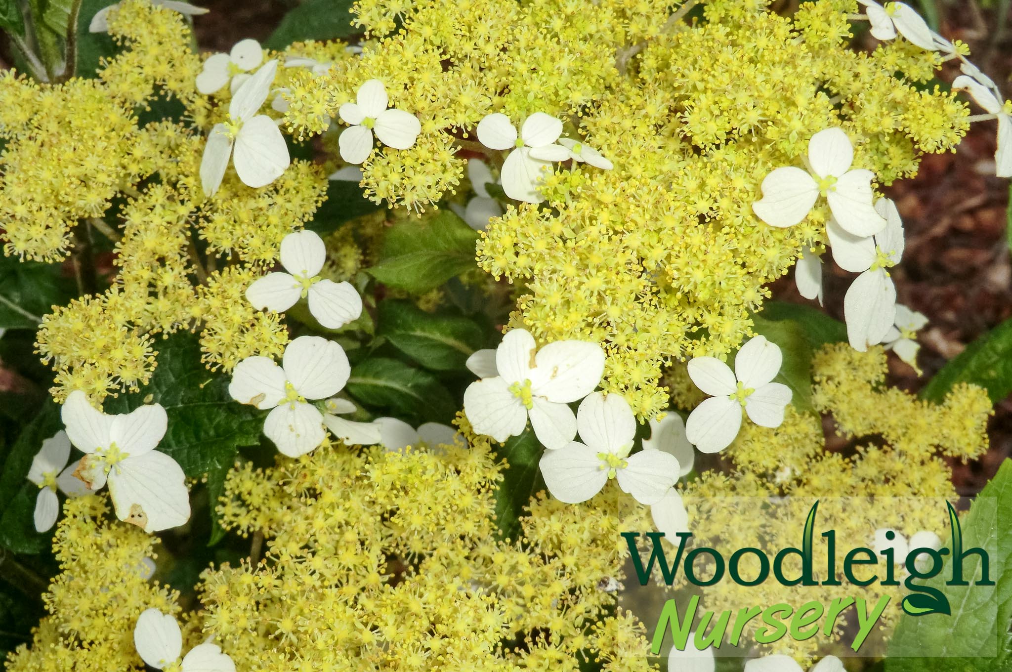 Hydrangea angustipetala Gold Dust (chingii)