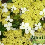 Hydrangea angustipetala Gold Dust (chingii)