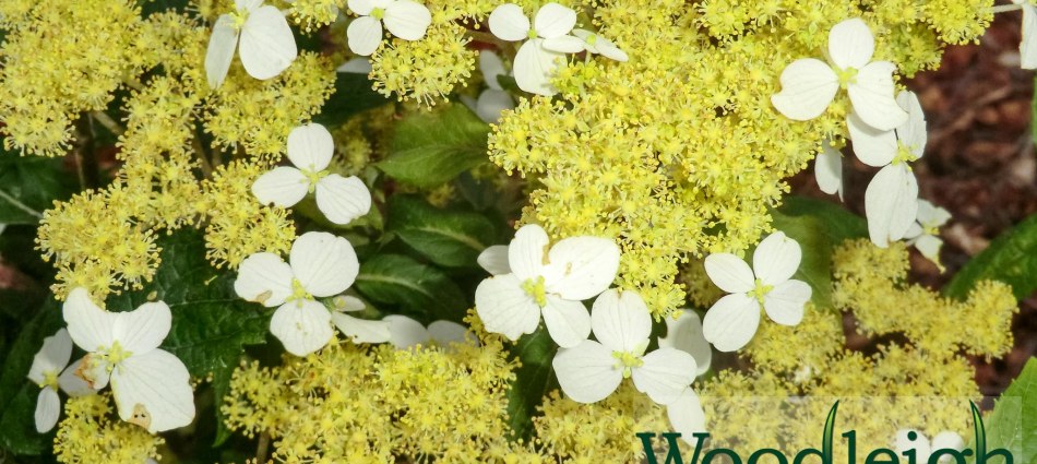 Hydrangea angustipetala Gold Dust (chingii)
