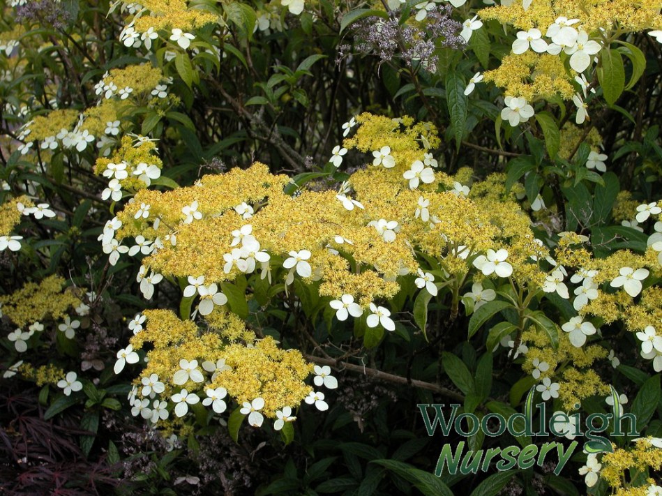 Hydrangea angustipetala Gold Dust (chingii)