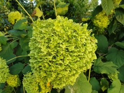 Hydrangea Annabelle (antique)