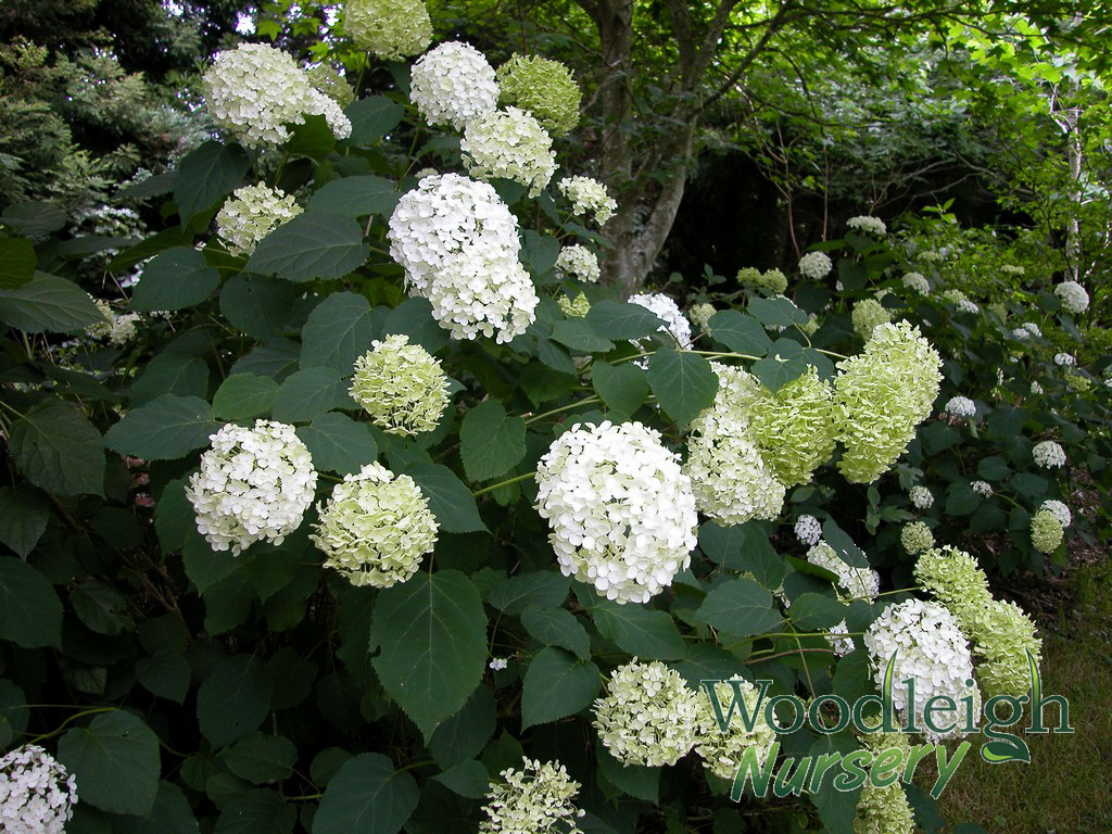 Hydrangea arborescens Annabelle