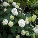 Hydrangea arborescens Annabelle