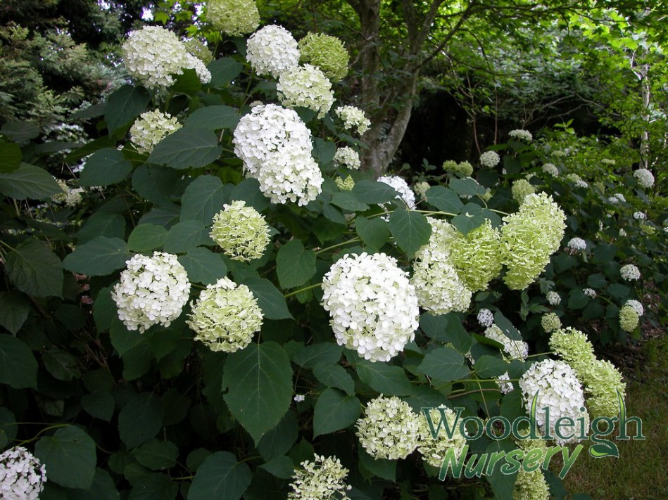 Hydrangea arborescens Annabelle