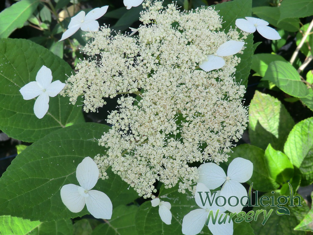 Hydrangea arborescens radiata