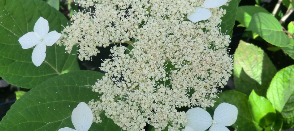 Hydrangea arborescens radiata