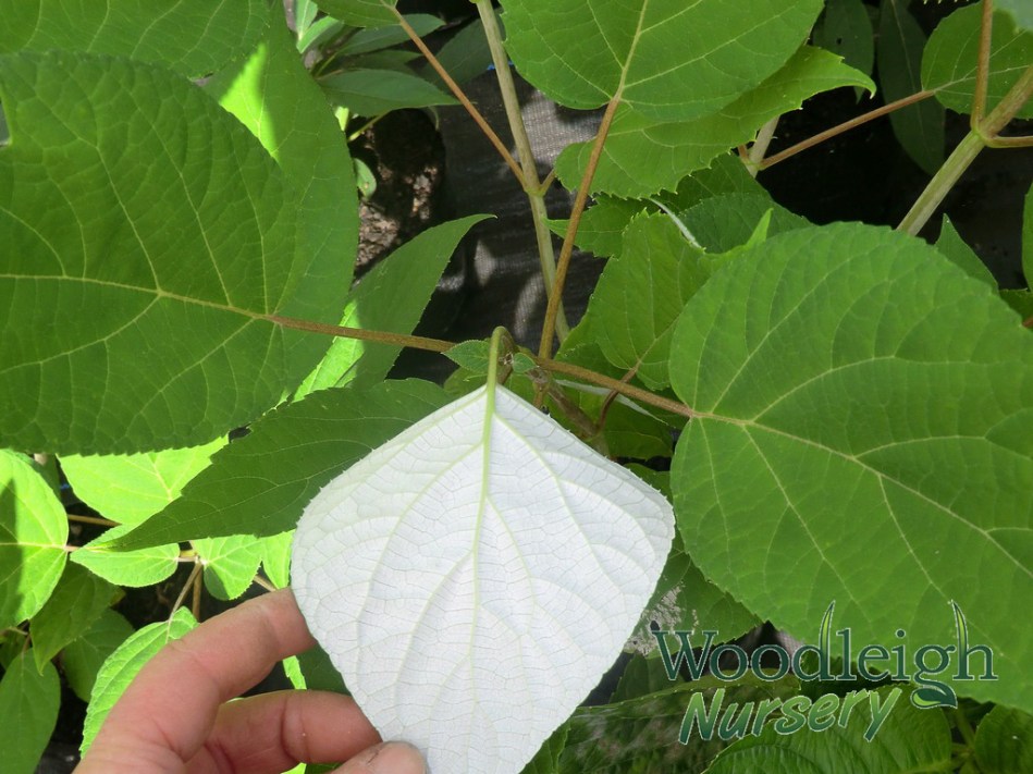 Hydrangea arborescens radiata