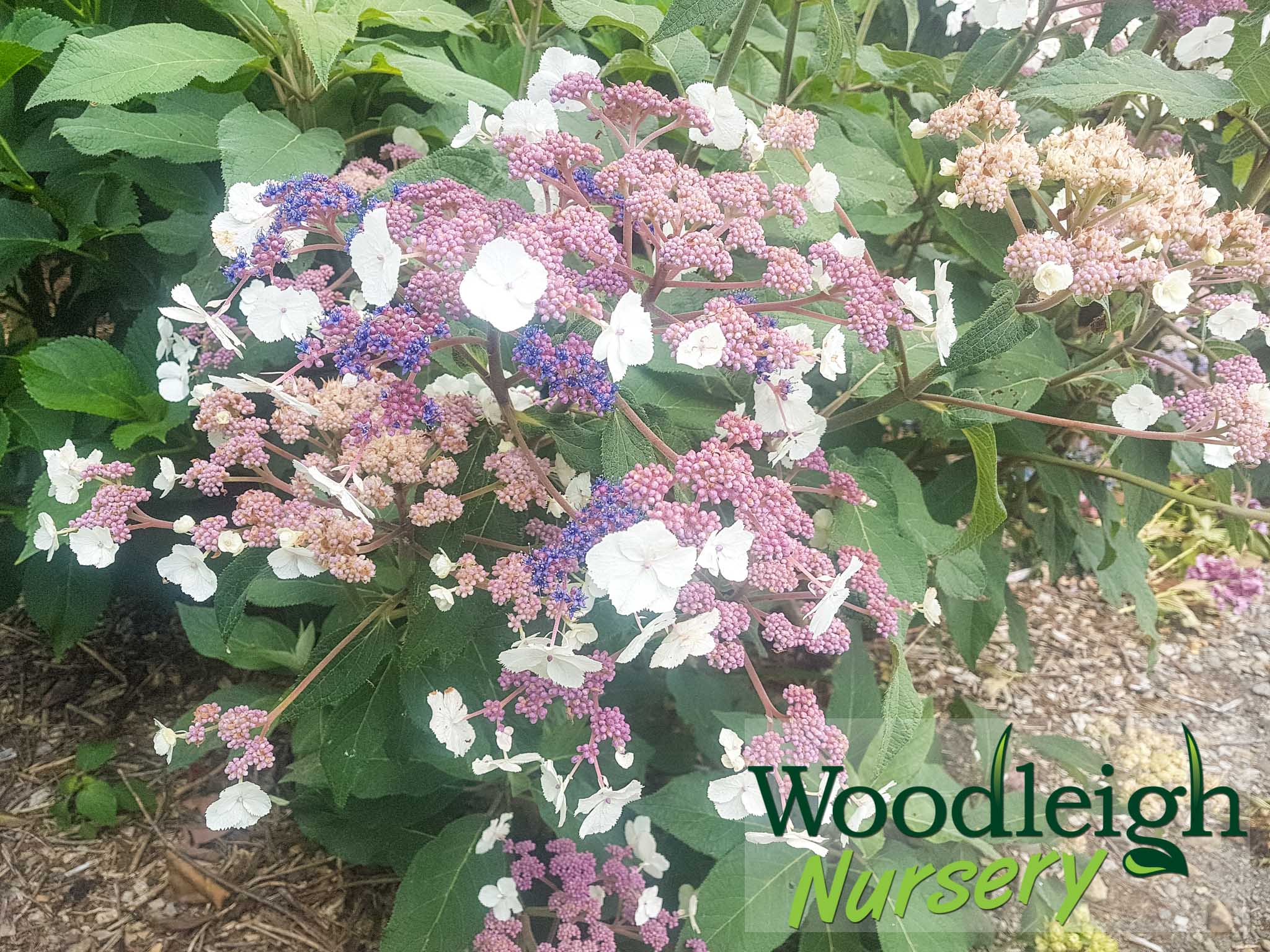 Hydrangea aspera Dawn