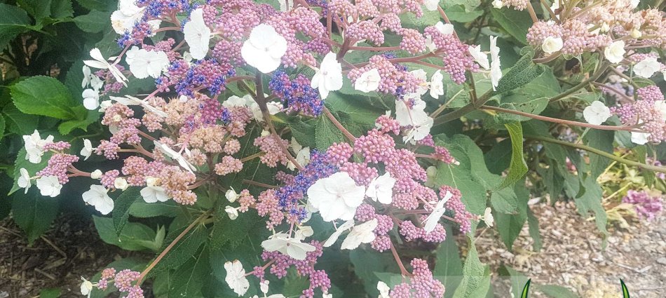 Hydrangea aspera Dawn