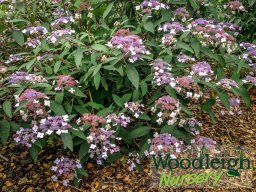 Hydrangea aspira ssp&nbsp;villosa