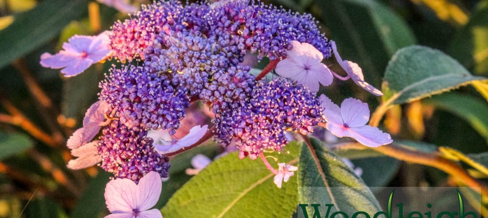 Hydrangea aspira ssp villosa