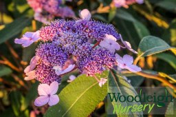 Hydrangea aspira ssp villosa&nbsp;2