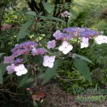 Hydrangea aspira ssp villosa