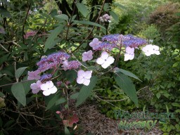 Hydrangea aspira ssp&nbsp;villosa