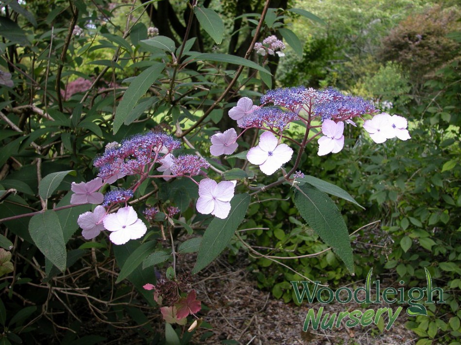 Hydrangea aspira ssp villosa