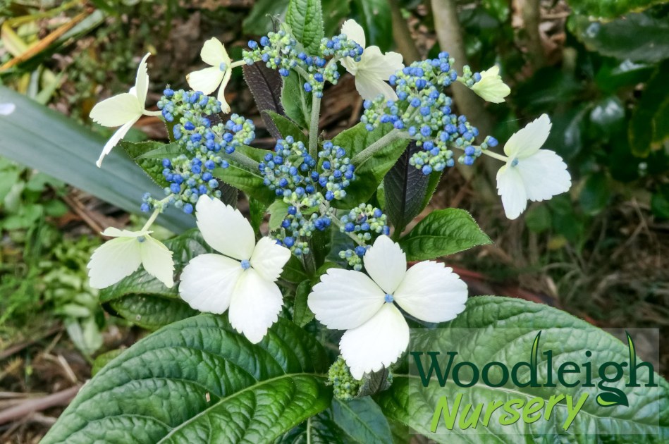 Hydrangea indochinensis