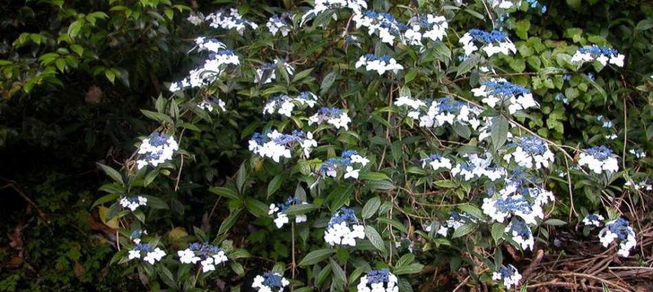 Hydrangea indochinensis (dark leaved form)