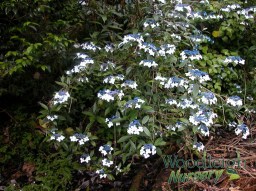 Hydrangea indochinensis (dark leaved&nbsp;form)