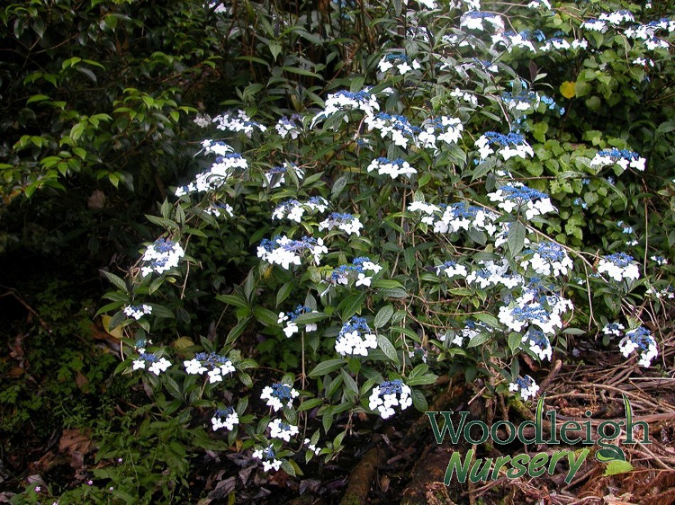 Hydrangea indochinensis (dark leaved form)