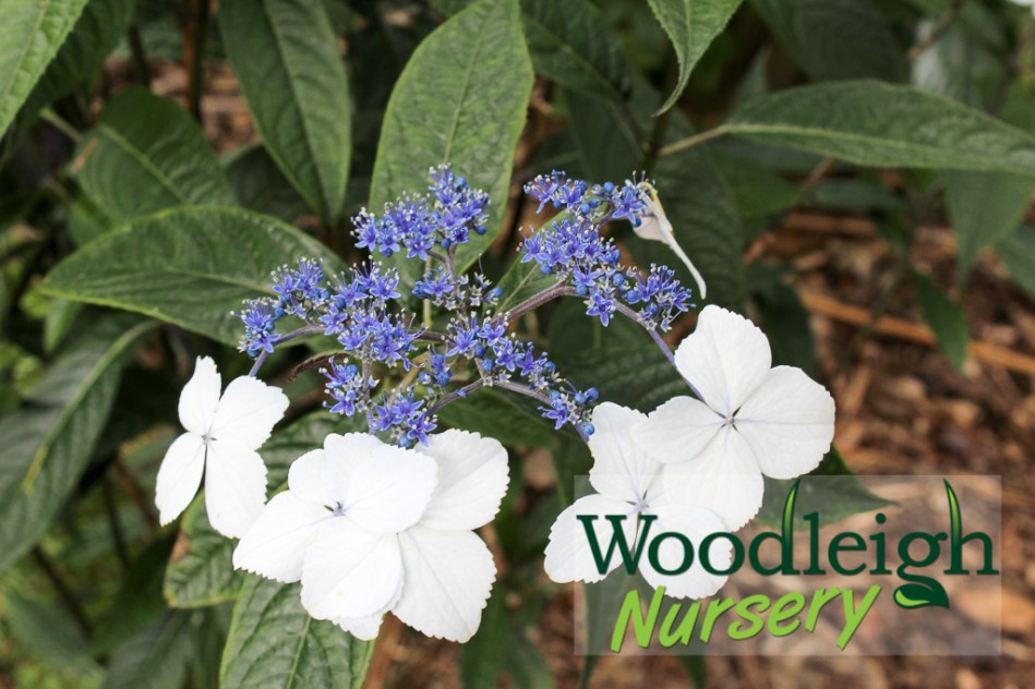 Hydrangea indochinensis