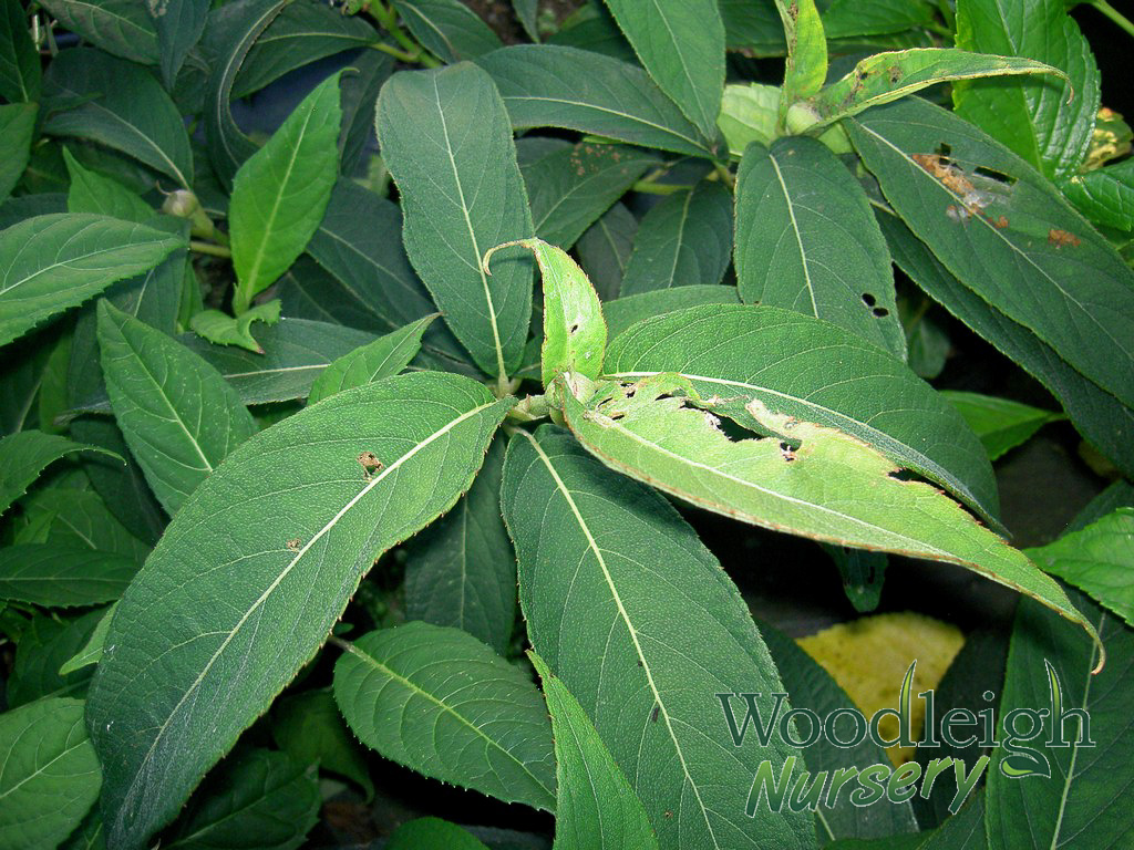 Hydrangea longifolia