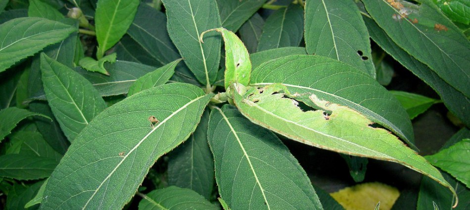 Hydrangea longifolia