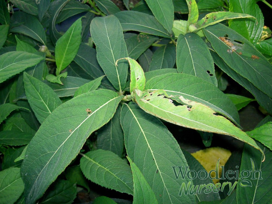 Hydrangea longifolia
