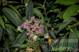 Hydrangea longifolia