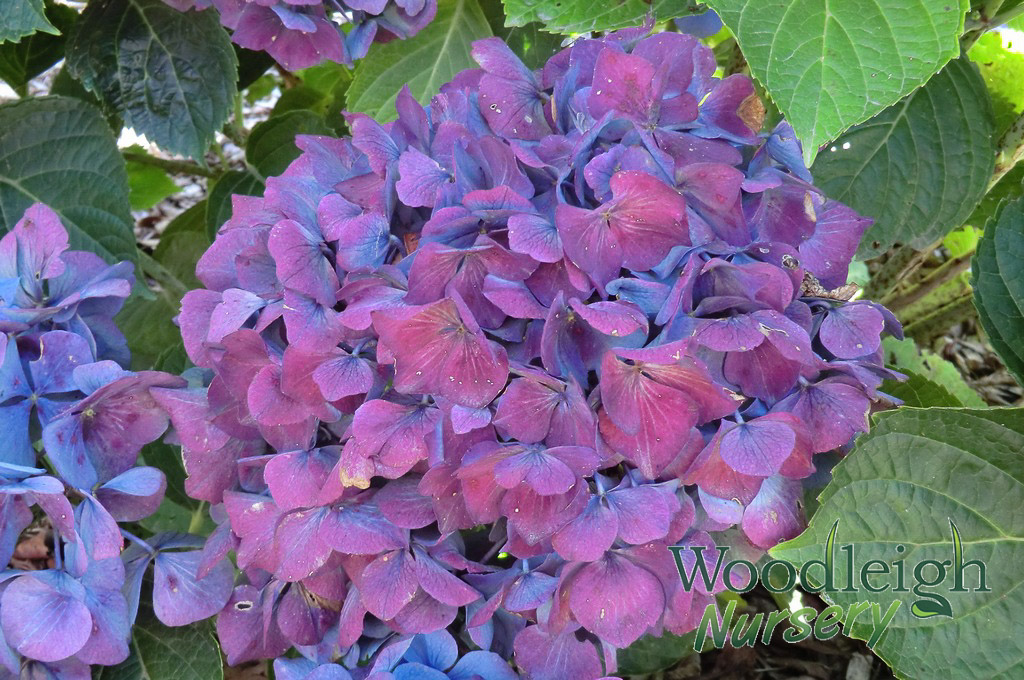 Hydrangea macrophylla Adria (antique)