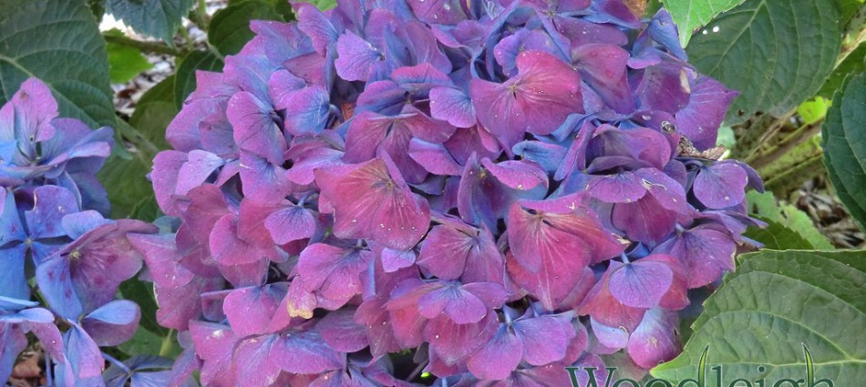 Hydrangea macrophylla Adria (antique)