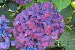 Hydrangea macrophylla Adria&nbsp;(antique)