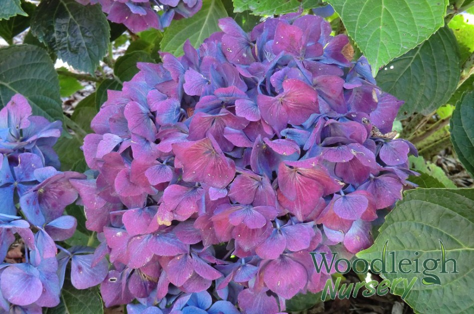 Hydrangea macrophylla Adria (antique)