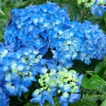 Hydrangea macrophylla Adria