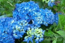 Hydrangea macrophylla Adria