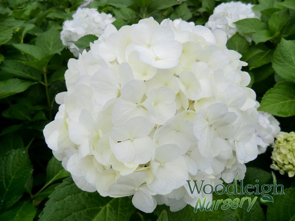 Hydrangea macrophylla Agnes Pavelli