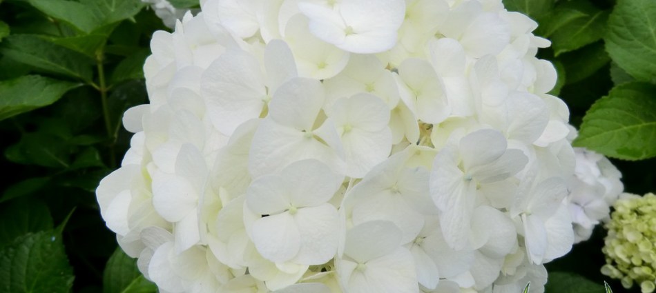 Hydrangea macrophylla Agnes Pavelli