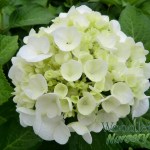 Hydrangea macrophylla Agnes Pavelli